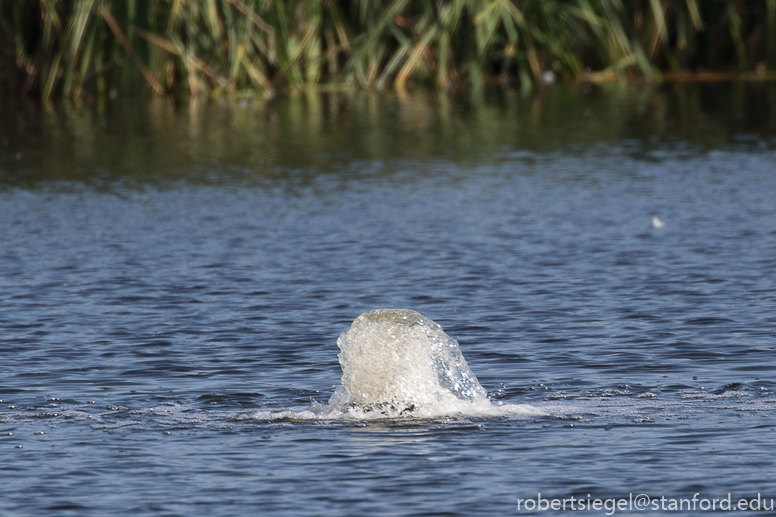 emily renzel wetlands